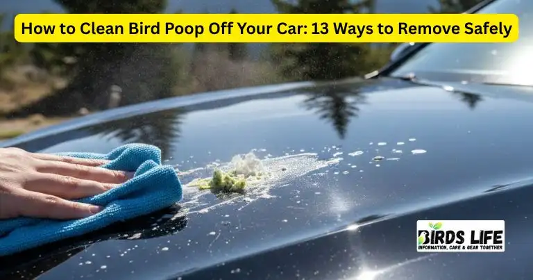 Feature image for the guide "13 Ways to Remove Safely," showing a person cleaning bird droppings from a glossy black car hood using a blue microfiber cloth and spray water in an outdoor setting.