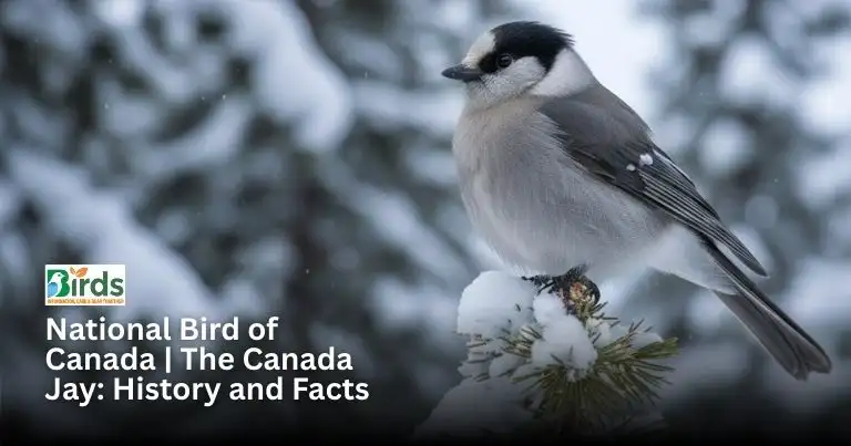 A high-resolution photo of the Canada Jay (Perisoreus canadensis) perched on a spruce branch in a snowy Canadian forest, featured in the guide to its history and facts.