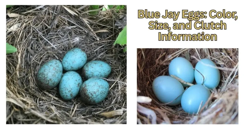 Blue Jay Nesting: Eggs, Babies & Fledglings Guide In 2026